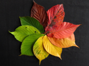 leaves cycle - pix